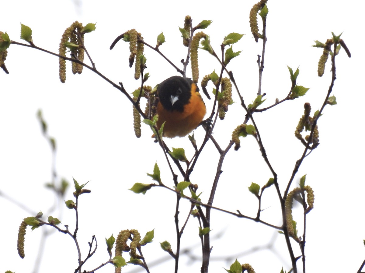 Baltimore Oriole - Tim Flight