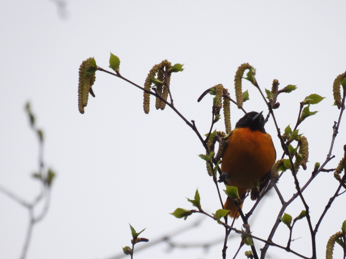 Baltimore Oriole - Tim Flight