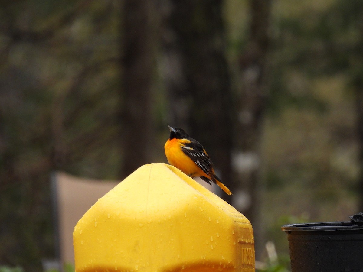 Baltimore Oriole - Tim Flight