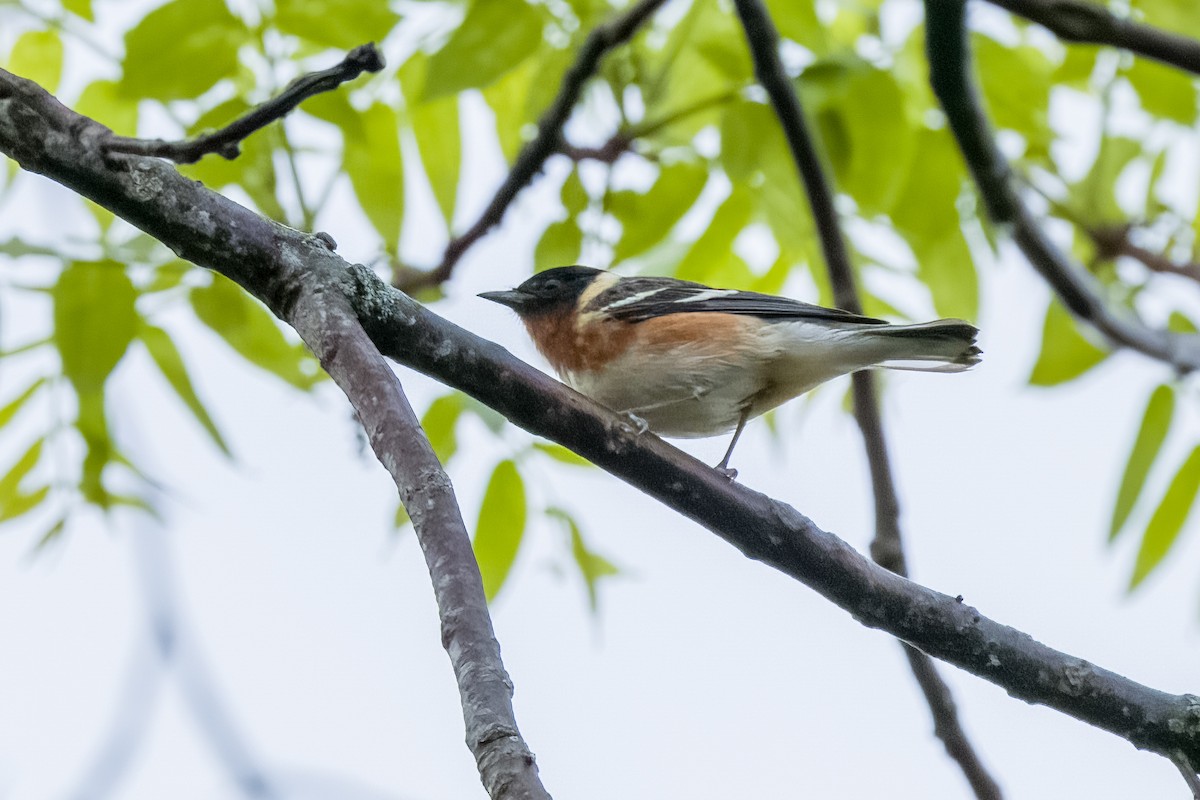 Bay-breasted Warbler - Robin Janson