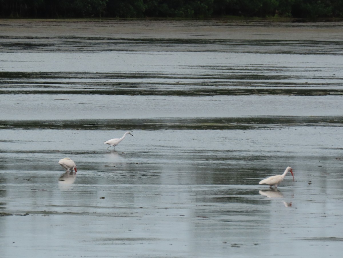 Little Blue Heron - ML618713687