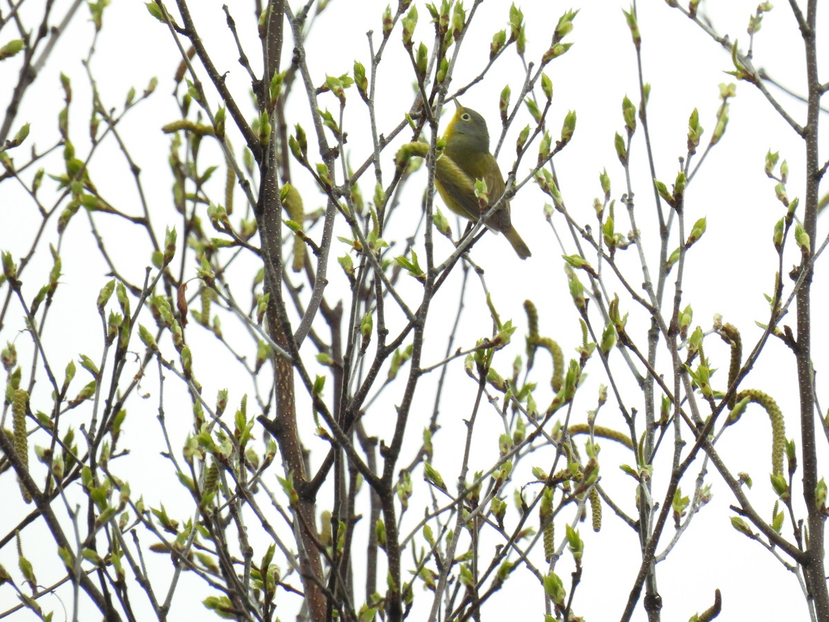 Nashville Warbler - Tim Flight