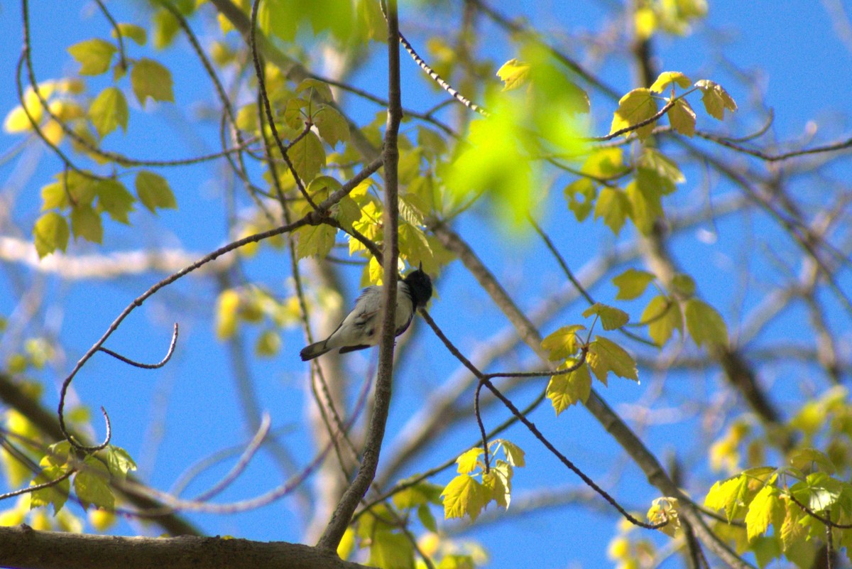 Black-throated Blue Warbler - Lee Toomey