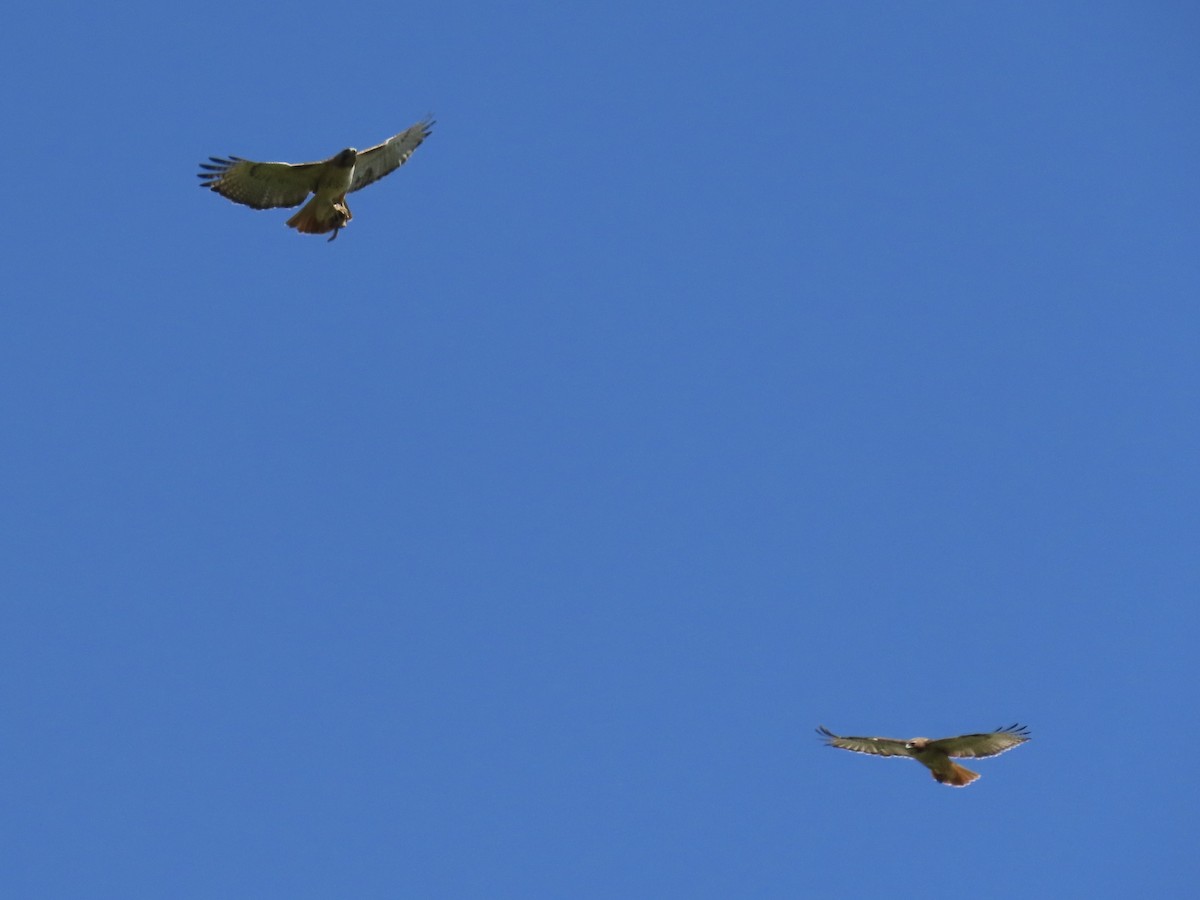 Red-tailed Hawk - Richard Gregg