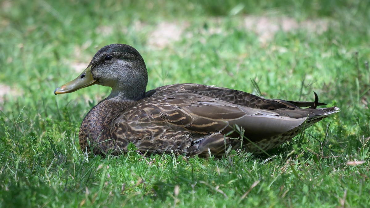 Canard du Mexique - ML618713778