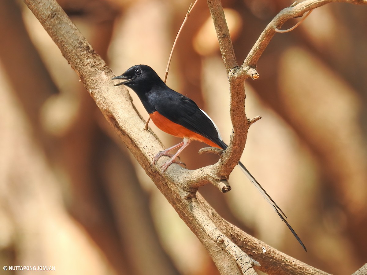 White-rumped Shama - ML618713789