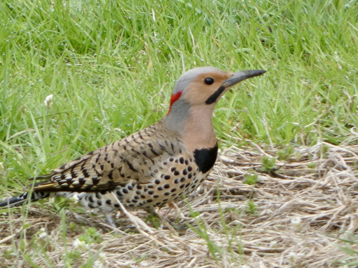 Northern Flicker - ML618713818