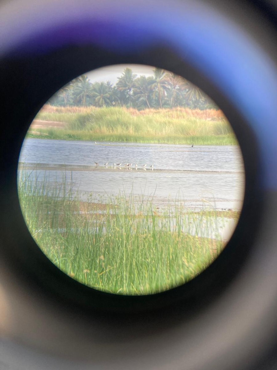 Common Greenshank - ML618713864