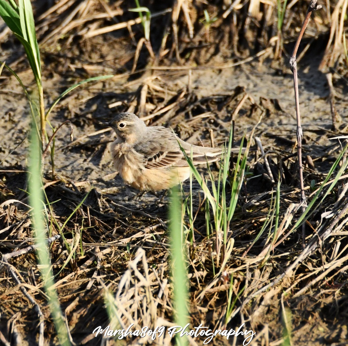 American Pipit - Marsha Lewis