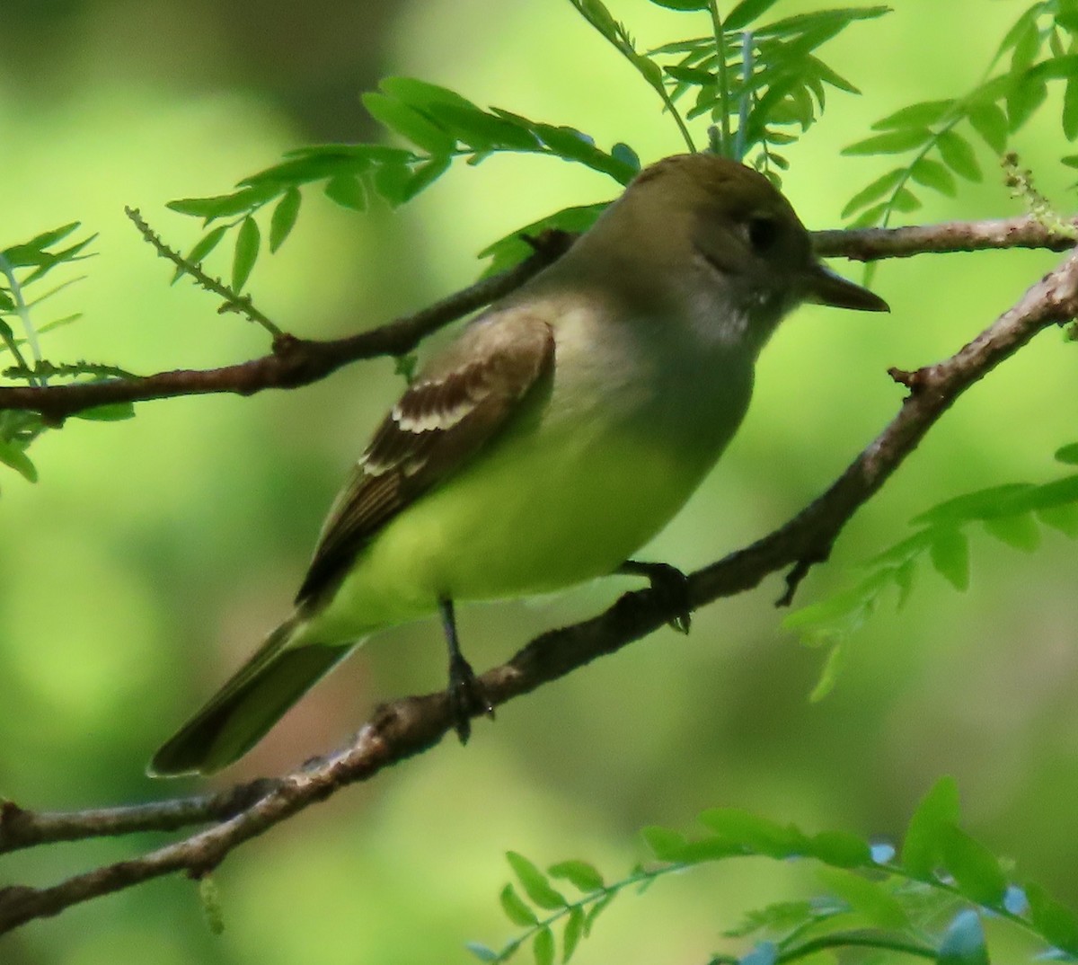 Great Crested Flycatcher - Randy Shonkwiler