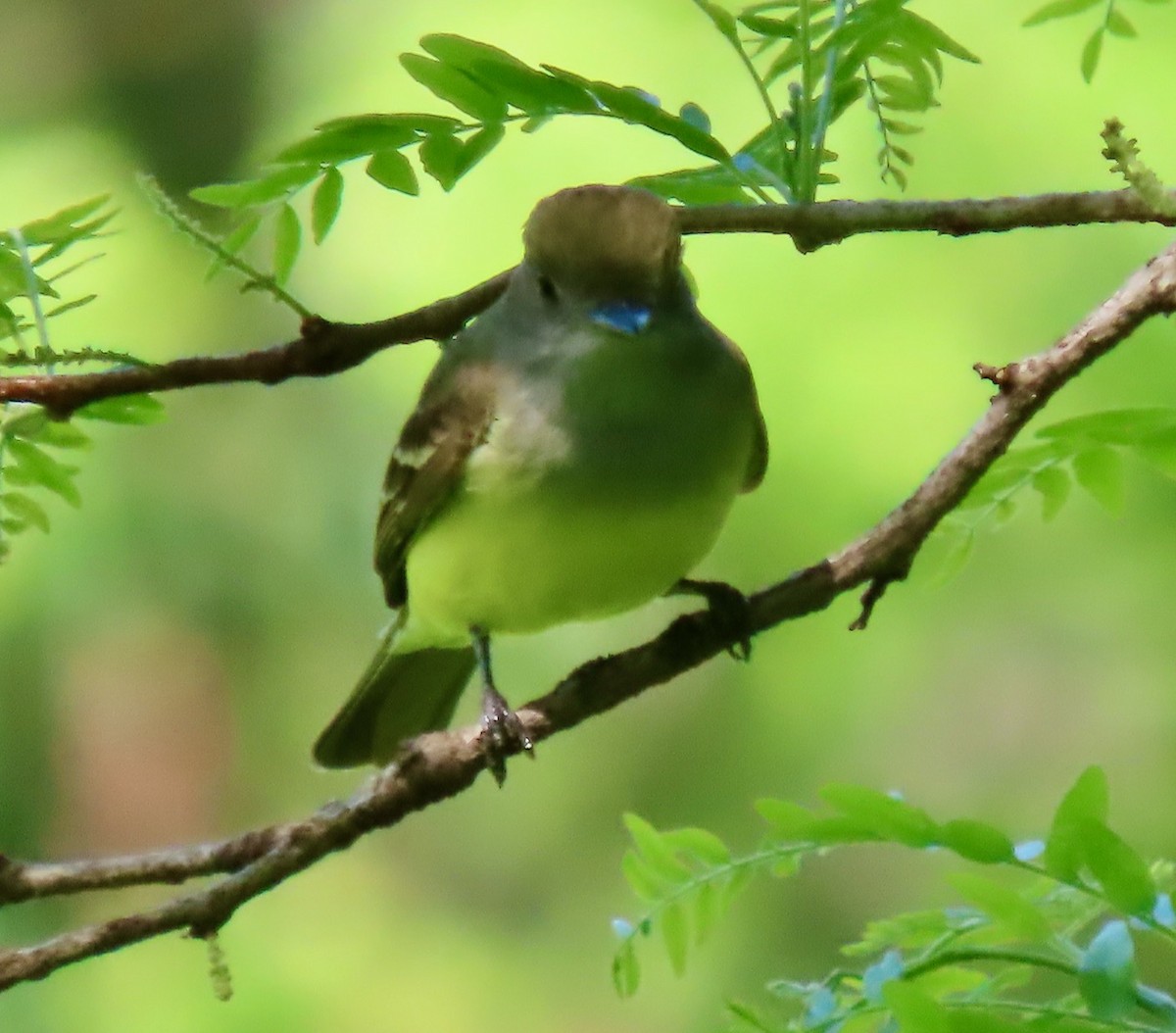 Great Crested Flycatcher - Randy Shonkwiler