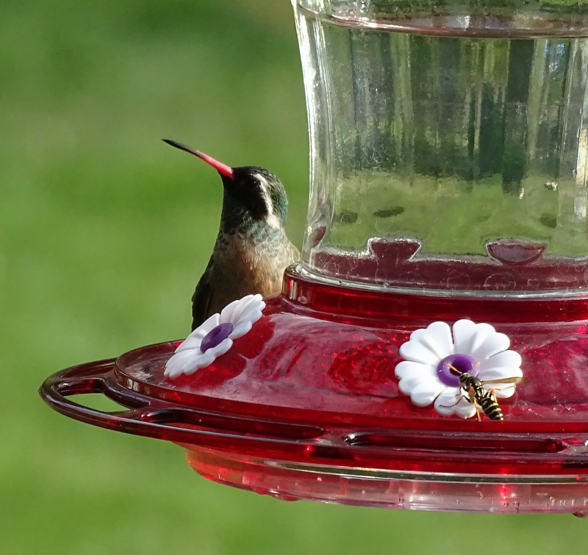 kolibřík pruholící - ML618713900