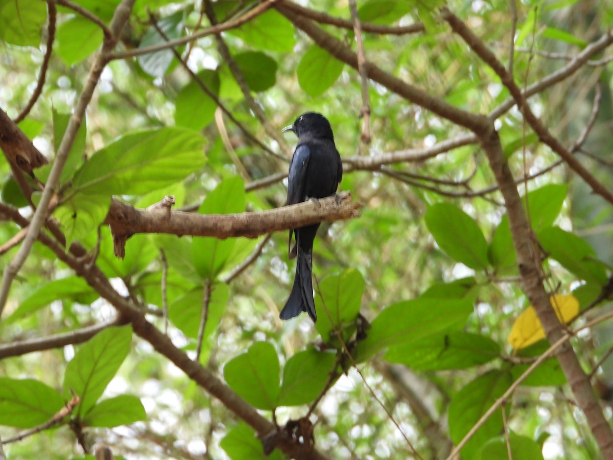 Fork-tailed Drongo-Cuckoo - Krishnamoorthy Raju