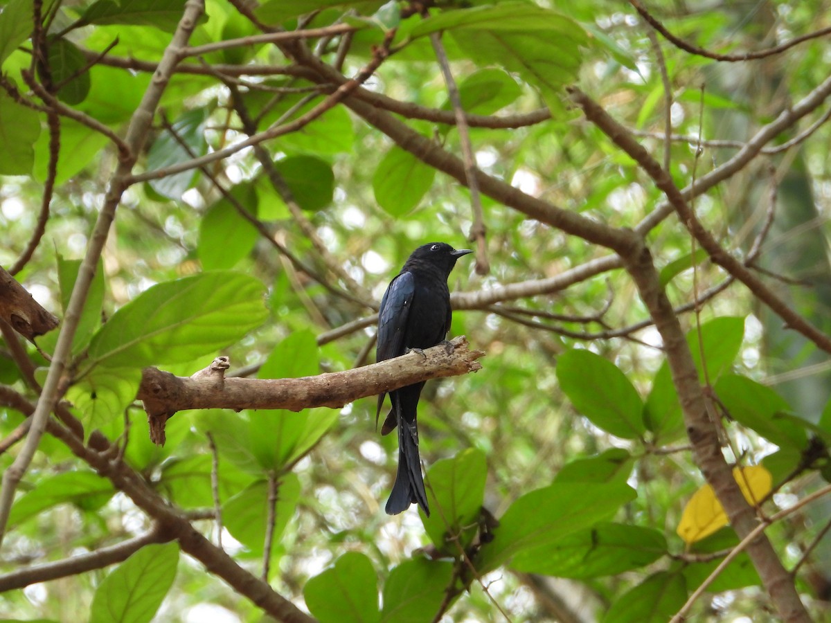 Fork-tailed Drongo-Cuckoo - Krishnamoorthy Raju