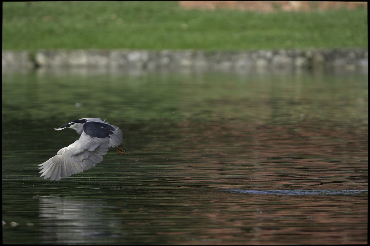 Black-crowned Night Heron - ML618713959