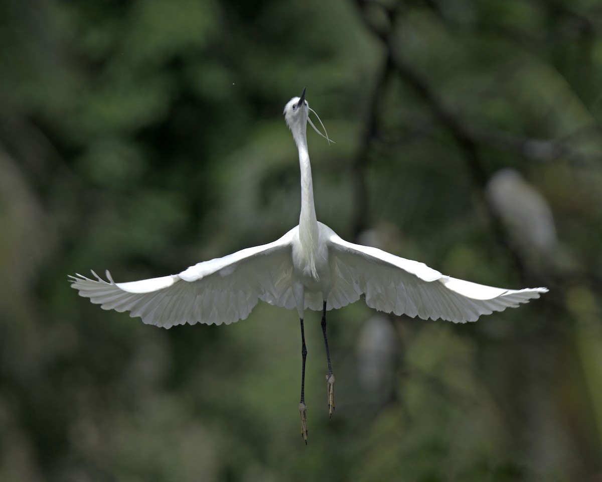 Little Egret - ML618713970