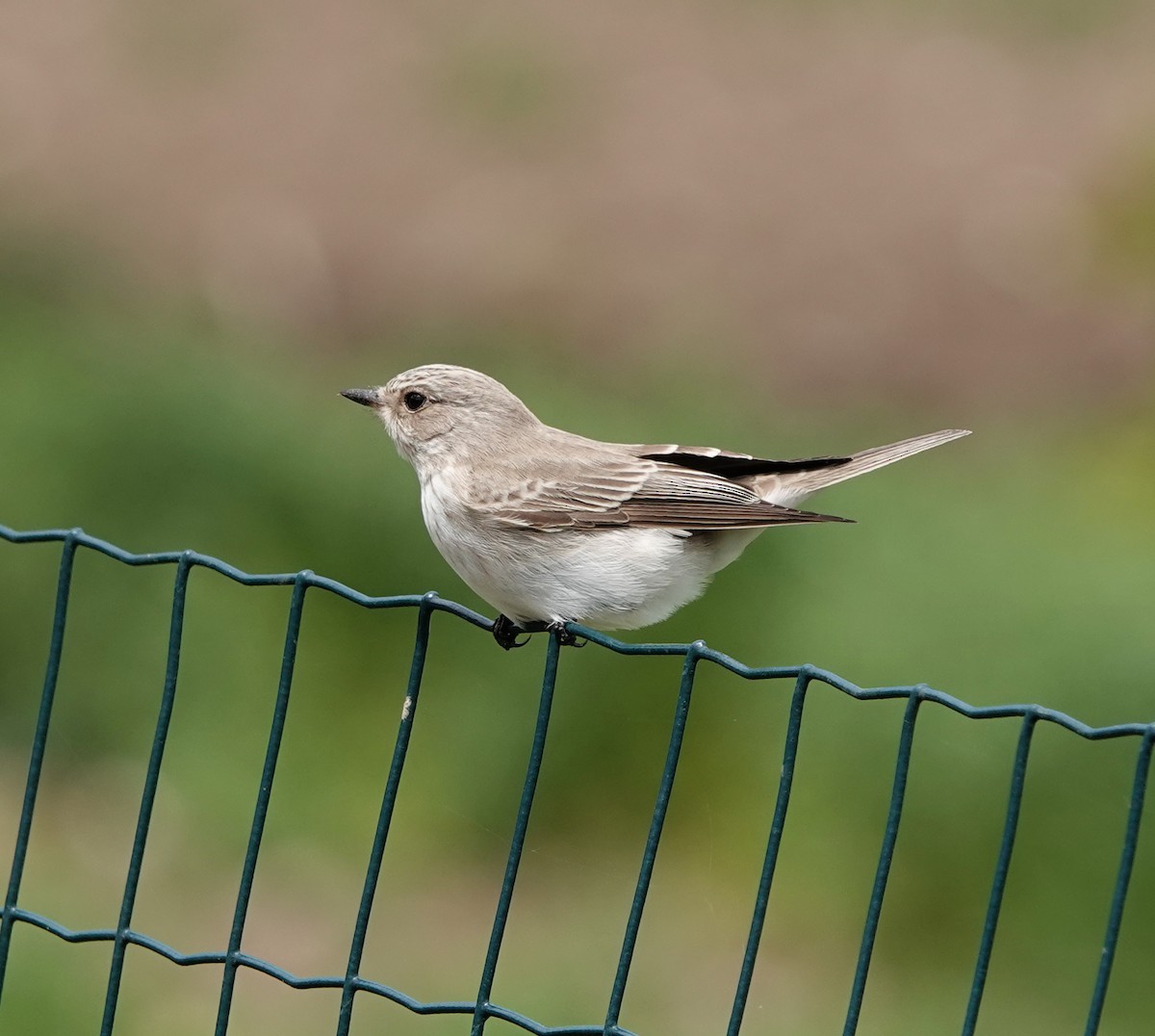 Spotted Flycatcher (Mediterranean) - ML618713985