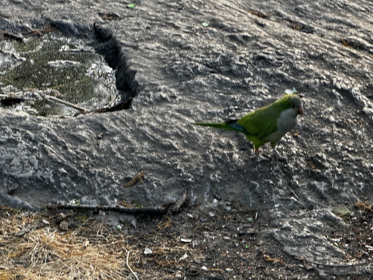 Monk Parakeet - ML618714013