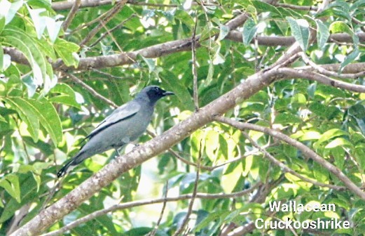 Wallacean Cuckooshrike - ML618714033