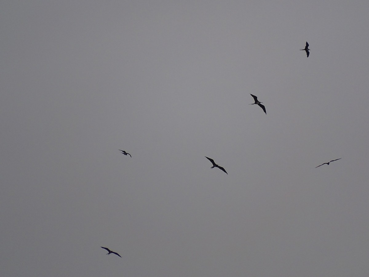 frigatebird sp. - Lai Wah Liu