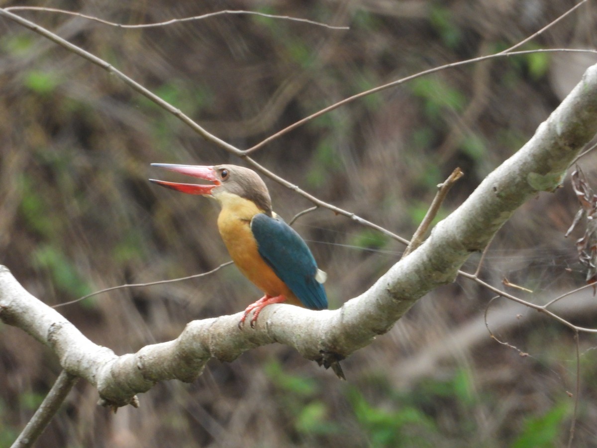 Stork-billed Kingfisher - Krishnamoorthy Raju