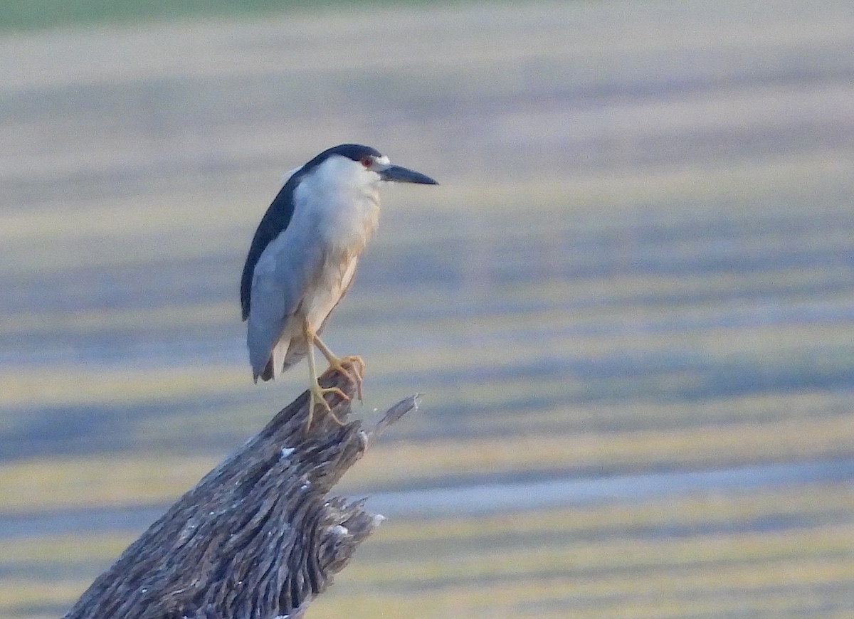 Black-crowned Night Heron - ML618714060