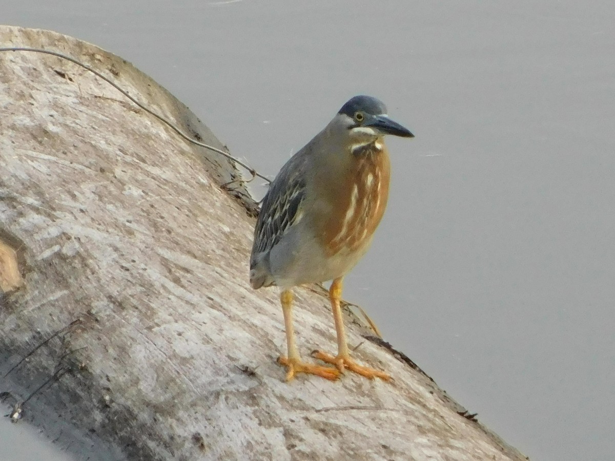 Striated Heron - William Figueroa WILLIAMBIRDING