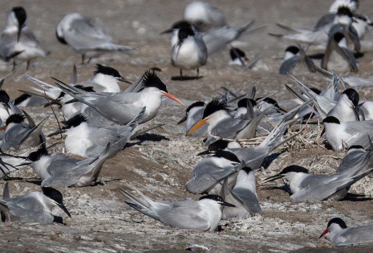 Elegant Tern - ML618714105