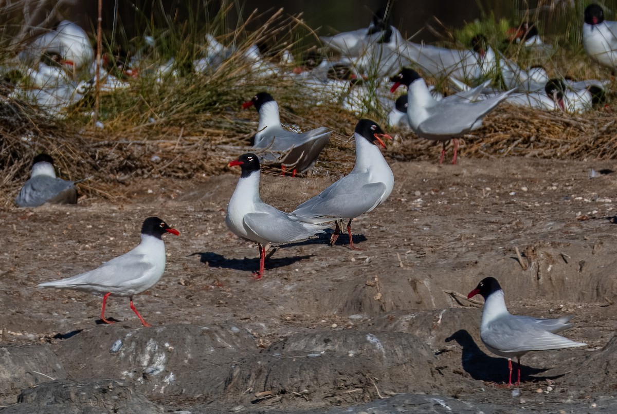 Gaviota Cabecinegra - ML618714120