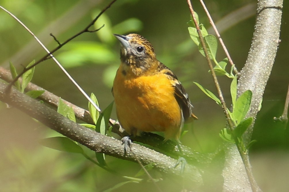 Baltimore Oriole - ML618714148