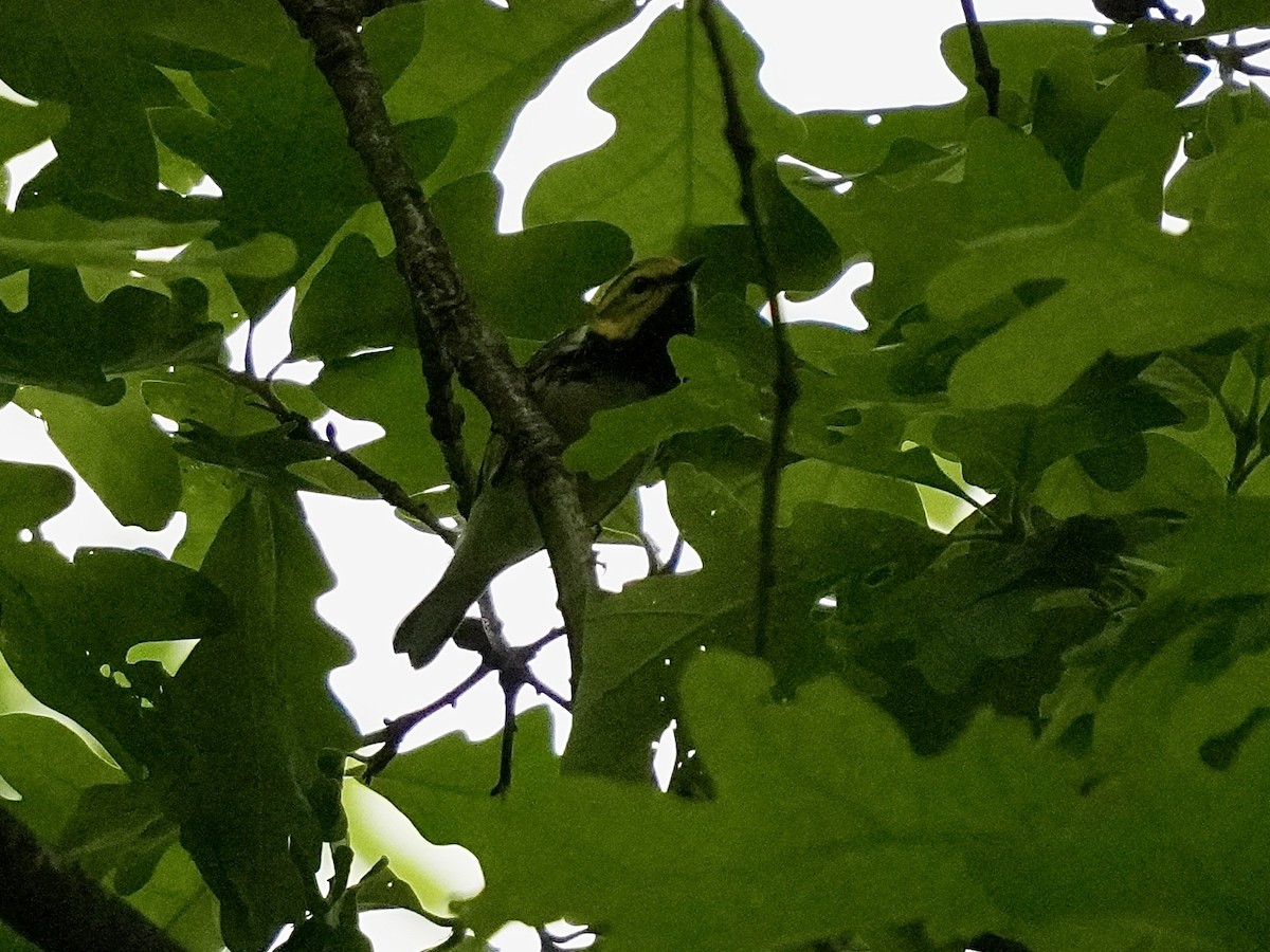 Black-throated Green Warbler - Stacy Rabinovitz