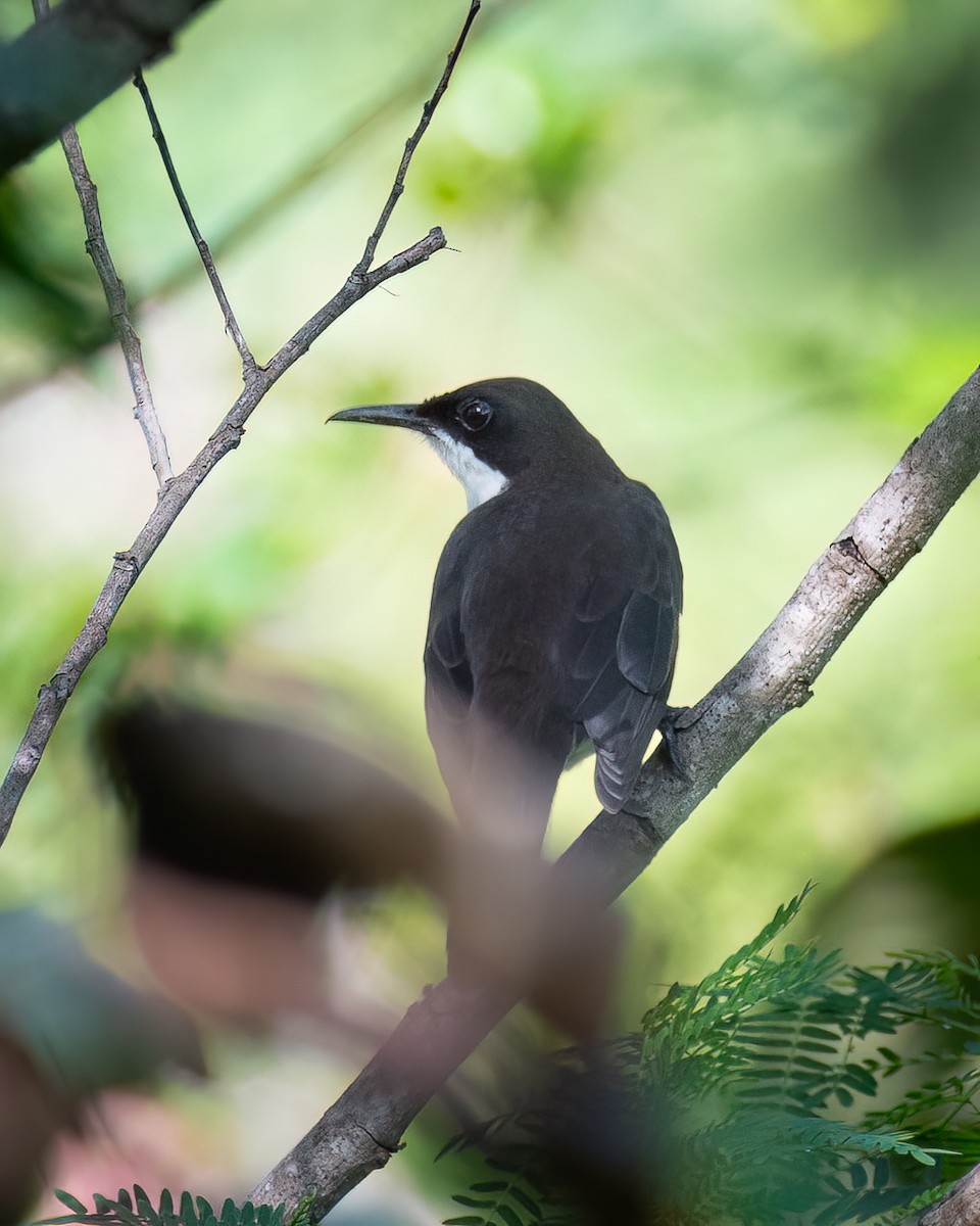 White-breasted Thrasher - ML618714219