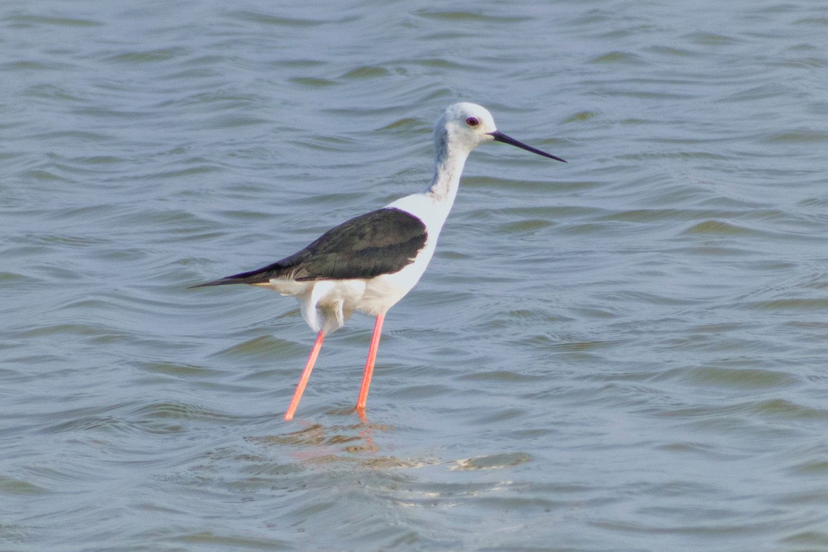 Black-winged Stilt - ML618714220