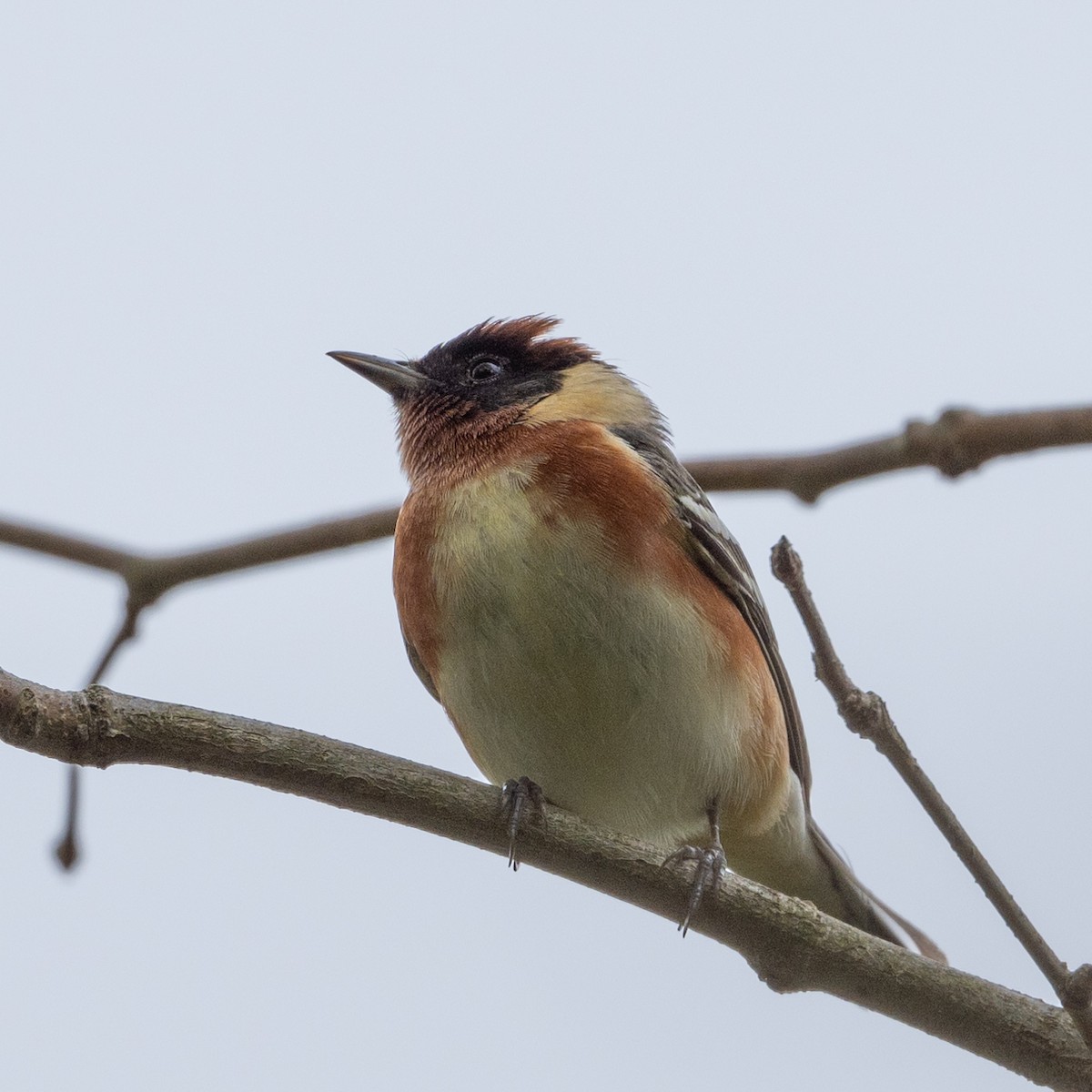 Bay-breasted Warbler - Alan Middleton