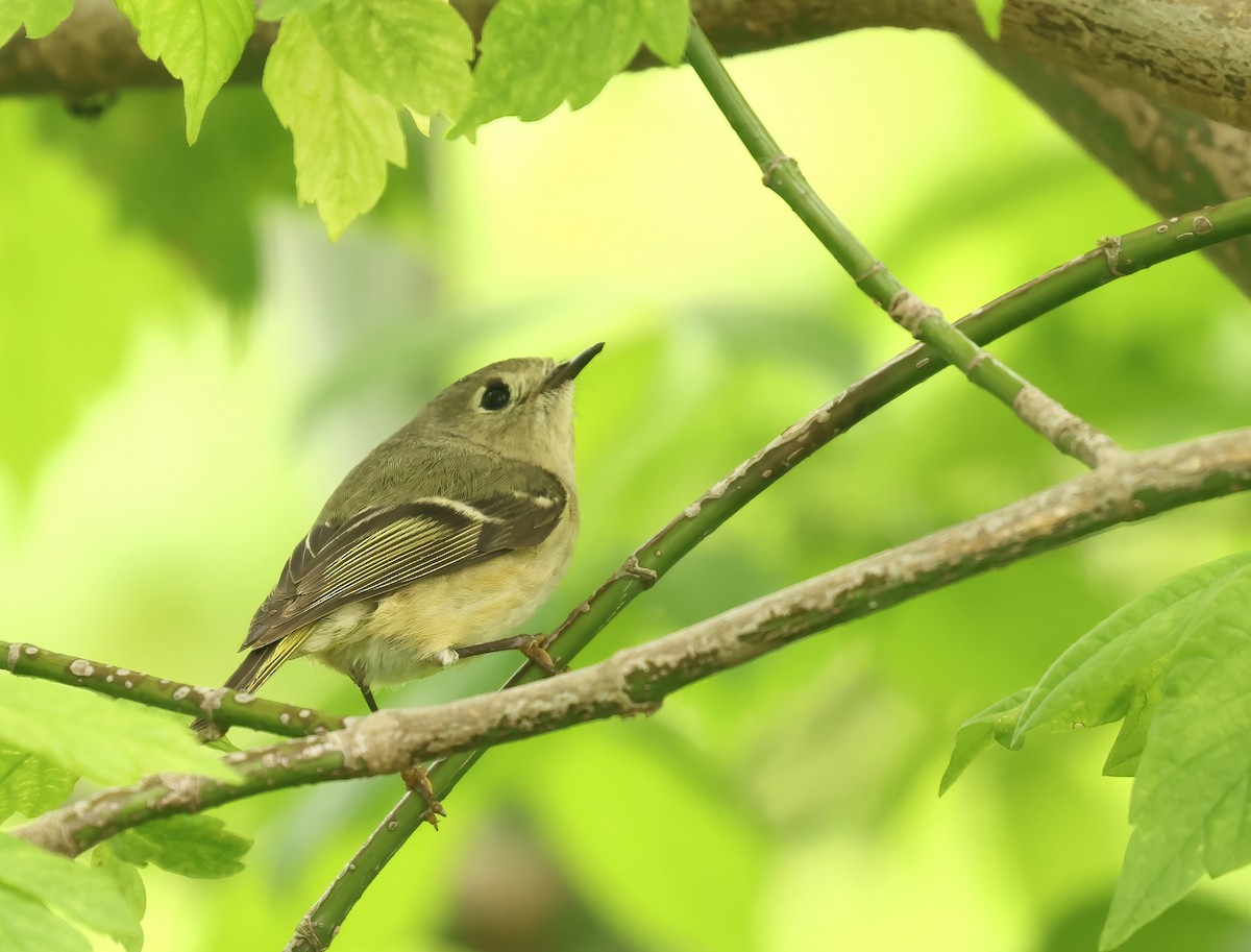 Ruby-crowned Kinglet - Thomas Smith