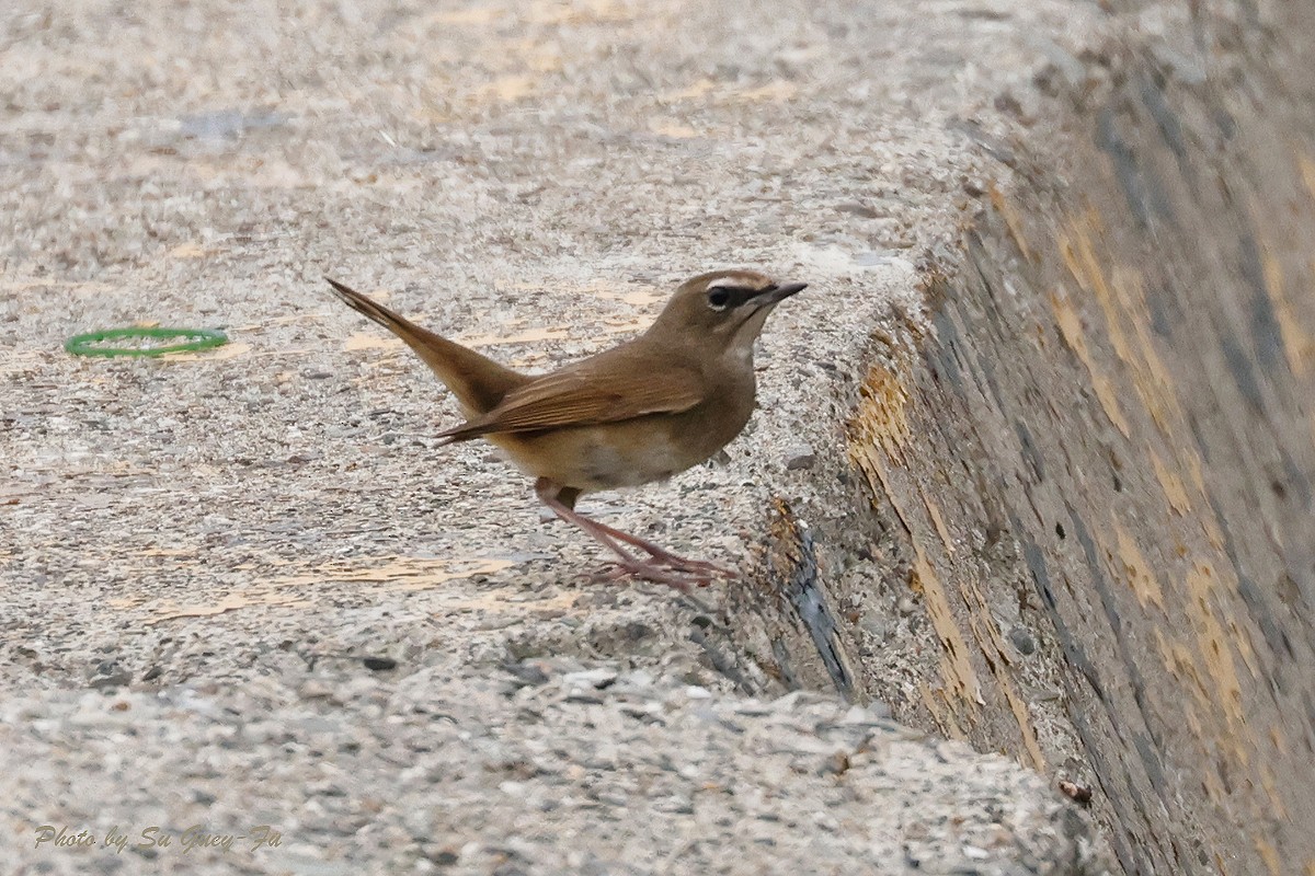 Siberian Rubythroat - ML618714259