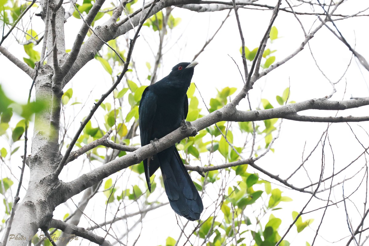 Asian Koel - 蘇 貴福