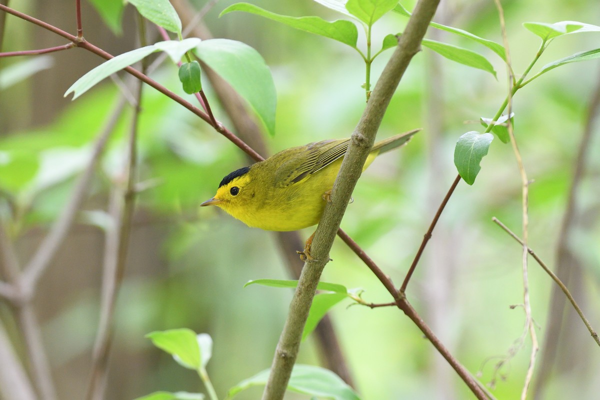 Wilson's Warbler - ML618714288
