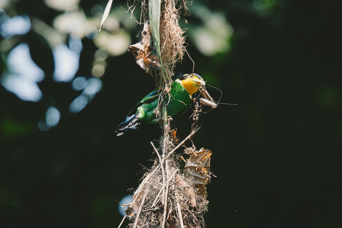 Long-tailed Broadbill - Andrew Real