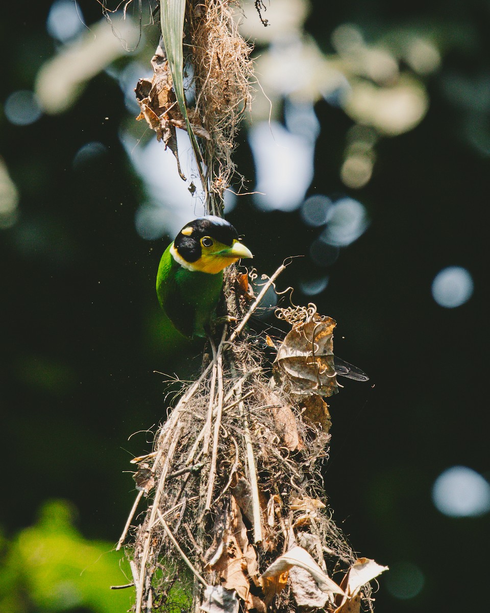 Long-tailed Broadbill - ML618714314