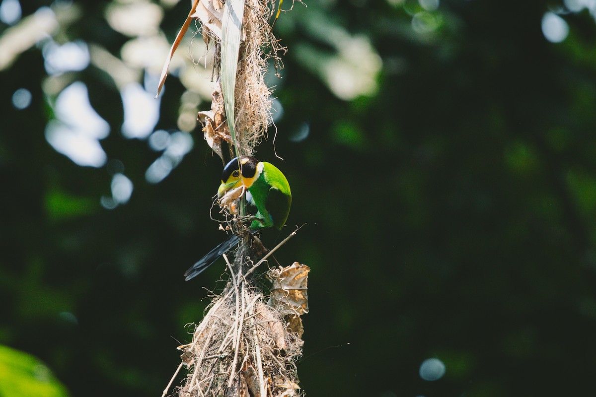 Long-tailed Broadbill - ML618714316