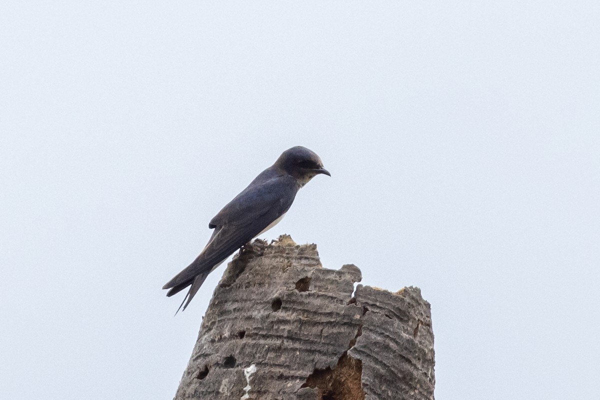 Caribbean Martin - Linda Rudolph