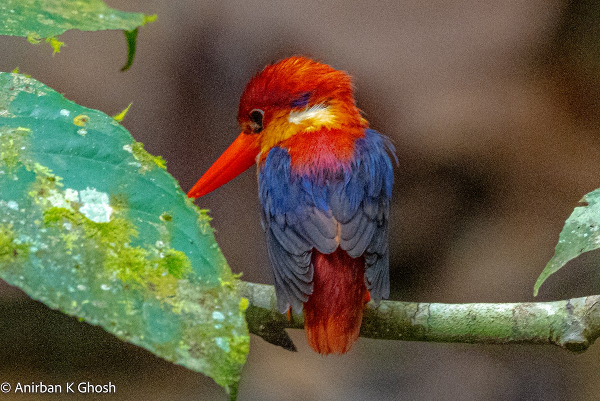 Rufous-backed Dwarf-Kingfisher - Anirban K Ghosh