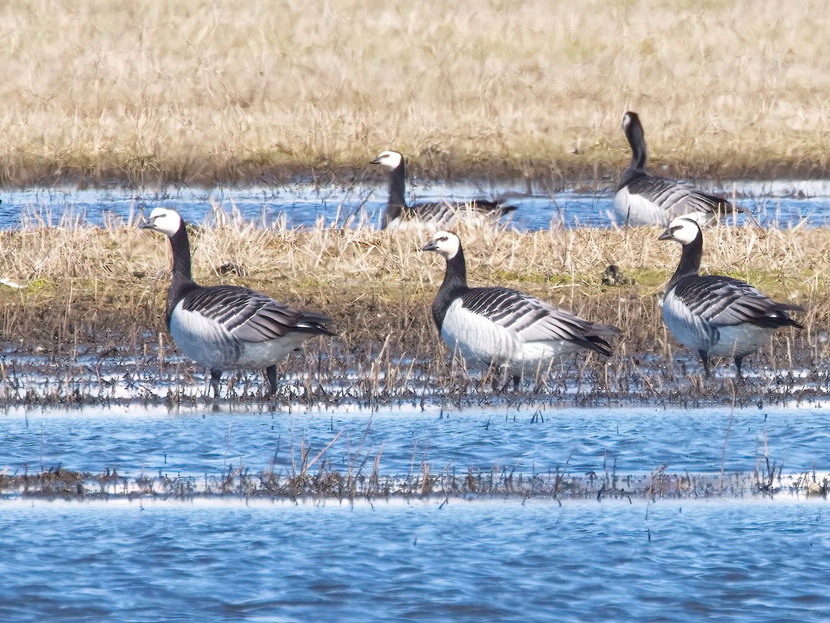 Barnacle Goose - ML618714413