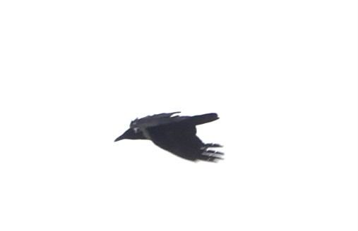 Collared Crow - Lam Chan