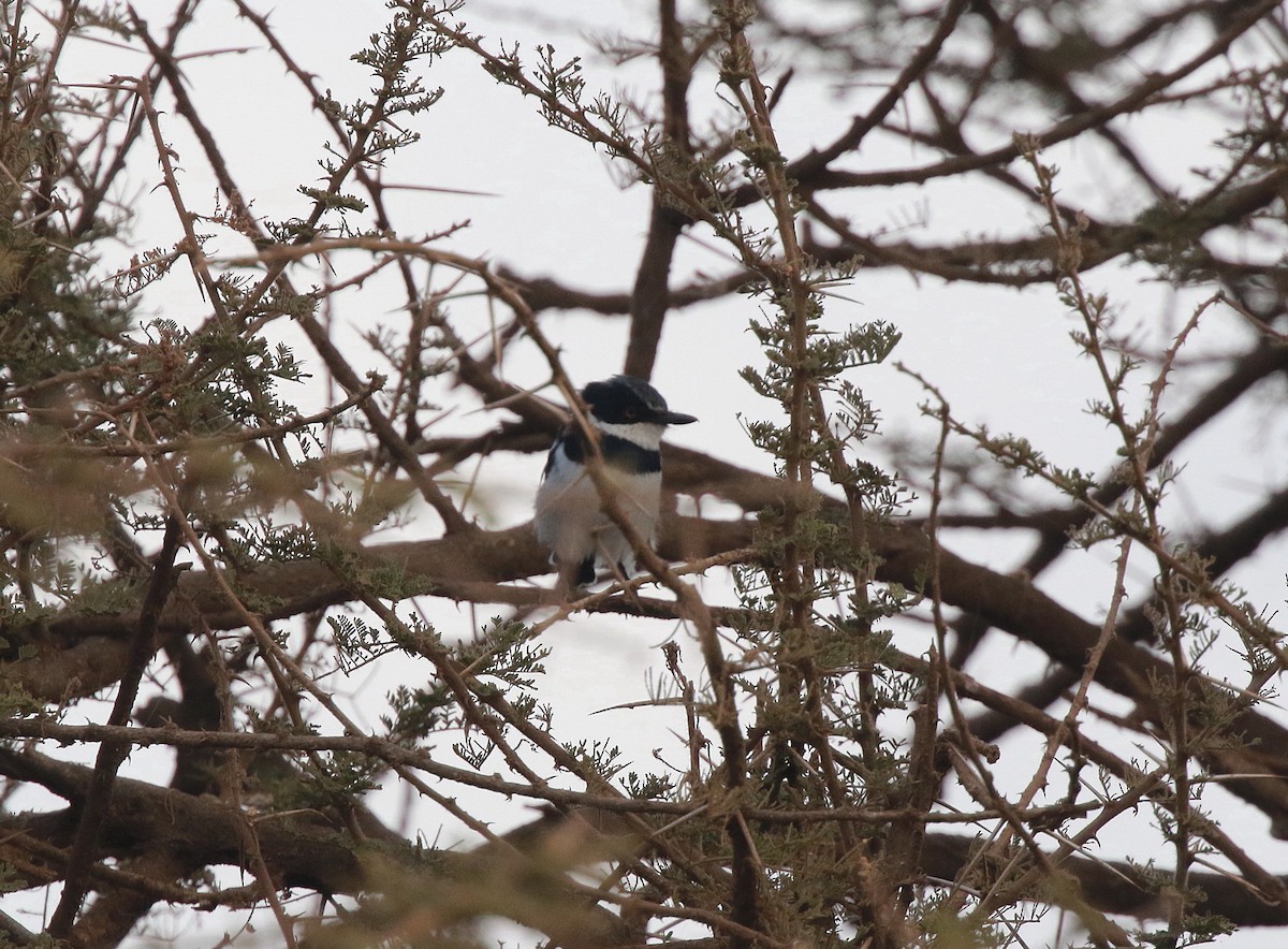 Eastern Black-headed Batis - ML618714422