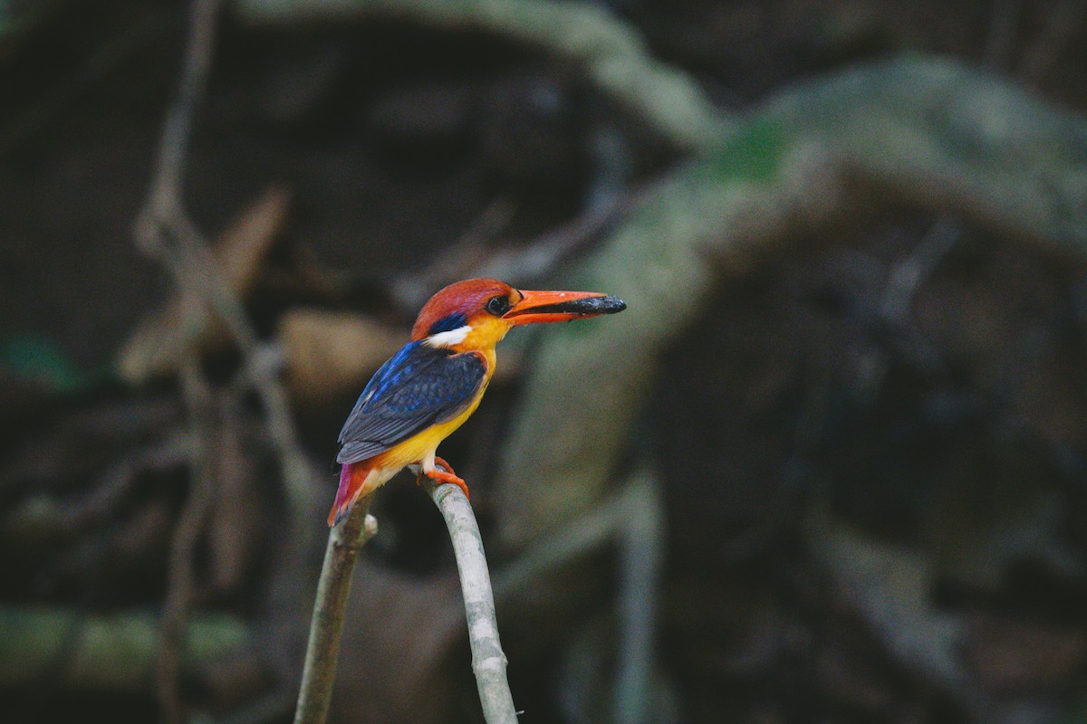 Black-backed Dwarf-Kingfisher - Andrew Real