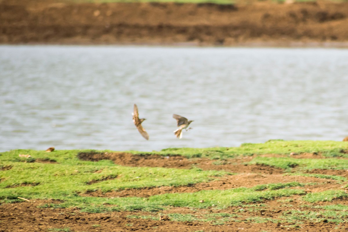 Paddyfield Pipit - Prem swaroop Kolluru