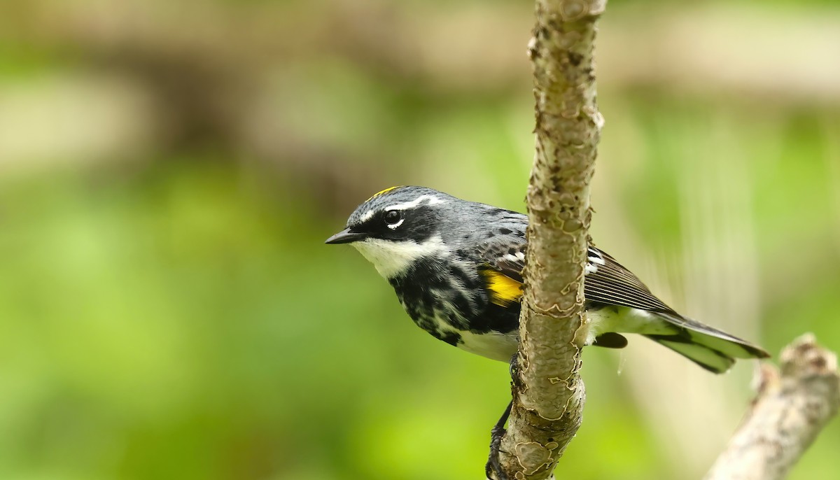 Yellow-rumped Warbler - Thomas Smith