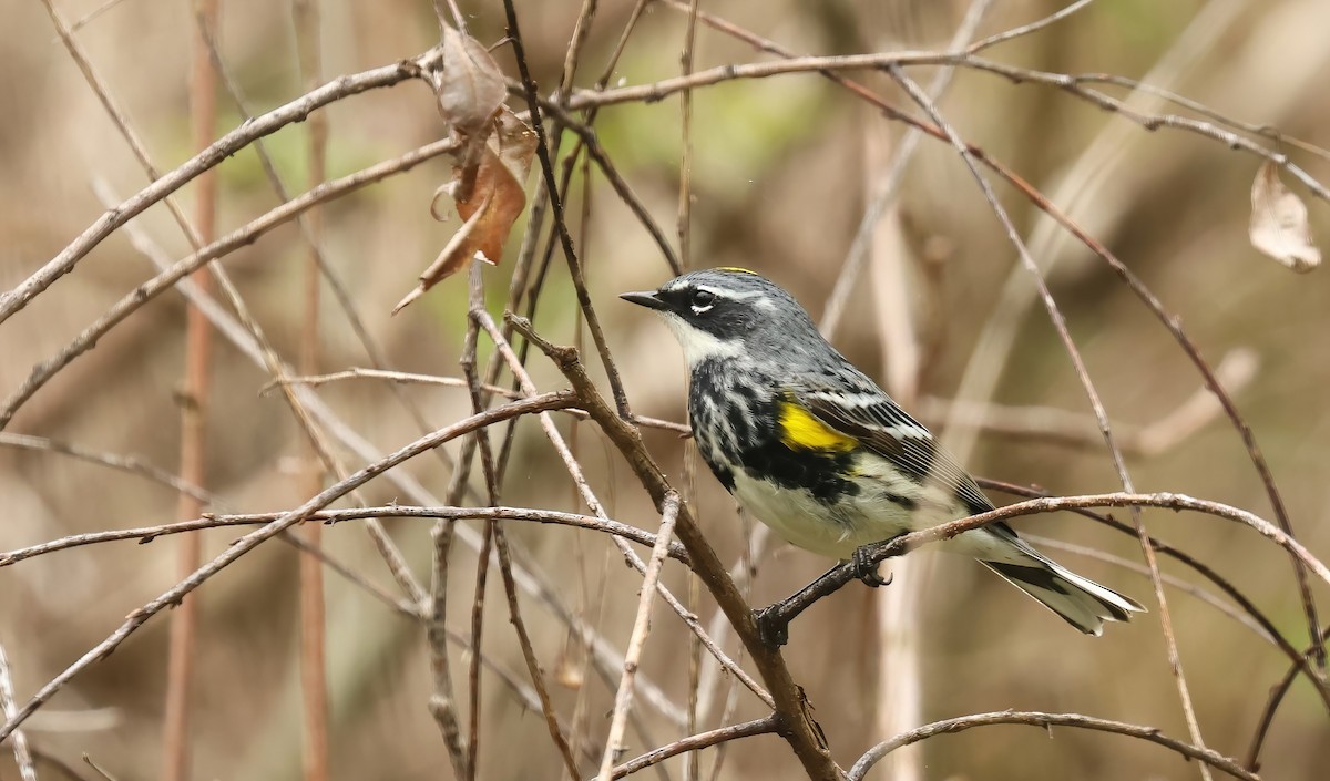 Yellow-rumped Warbler - Thomas Smith